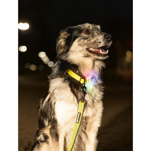 Beeztees Safety Gear Parinca Premium Halsband – Bild 6