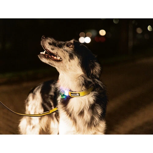 Beeztees Safety Gear Parinca Premium Halsband – Bild 7