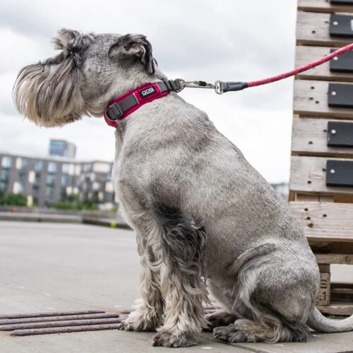 DOG Copenhagen Urban Explorer Halsband – Bild 5